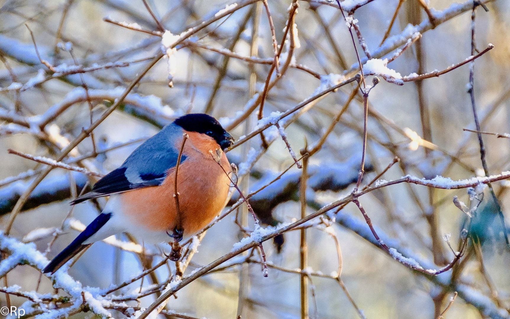 Farbtupfer im winterlichen Gesträuch