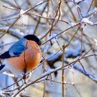 Farbtupfer im winterlichen Gesträuch