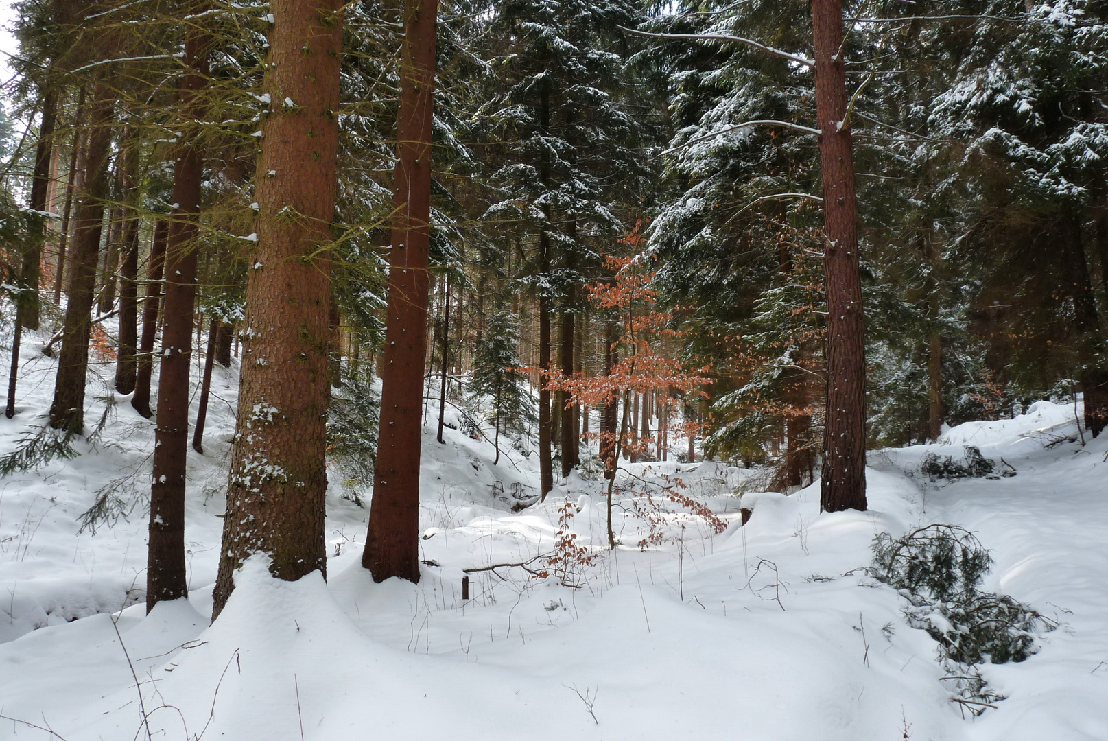 Farbtupfer im Winterwald