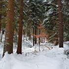 Farbtupfer im Winterwald