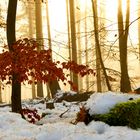 Farbtupfer im Winterwald