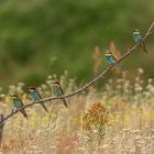 Farbtupfer in der Blumenwiese