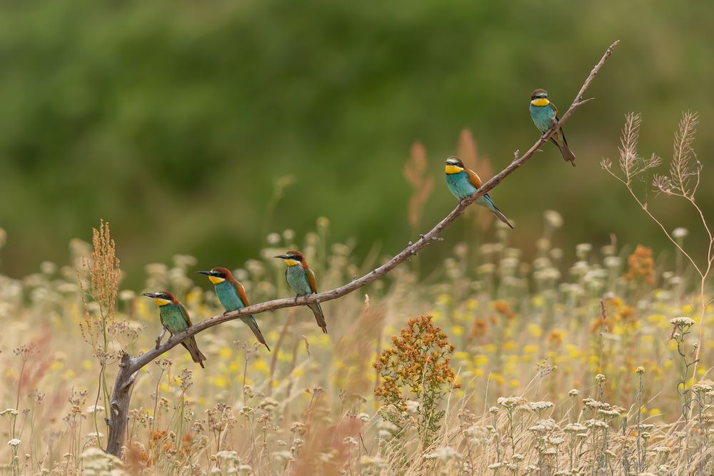 Farbtupfer in der Blumenwiese