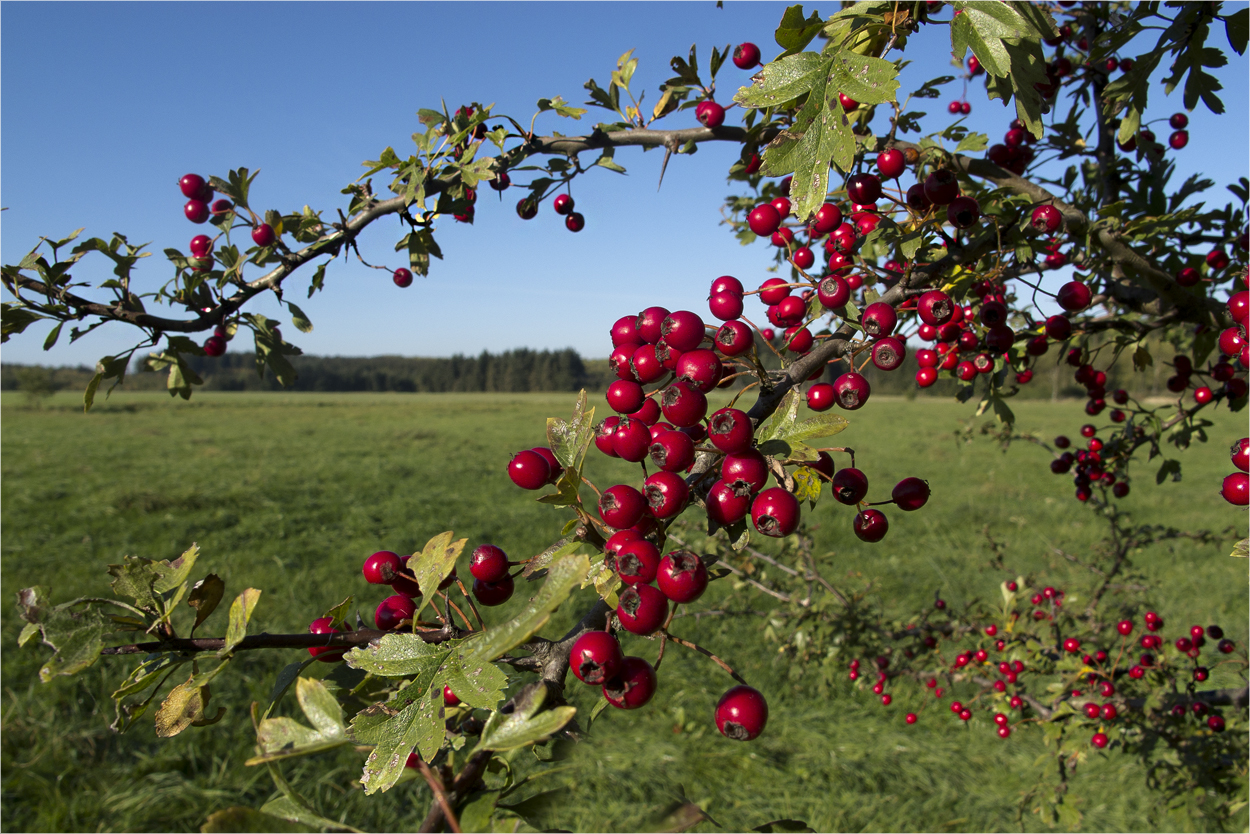 Farbtupfer in der Herbstlandschaft