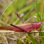 Farbtupfer in der Wiese