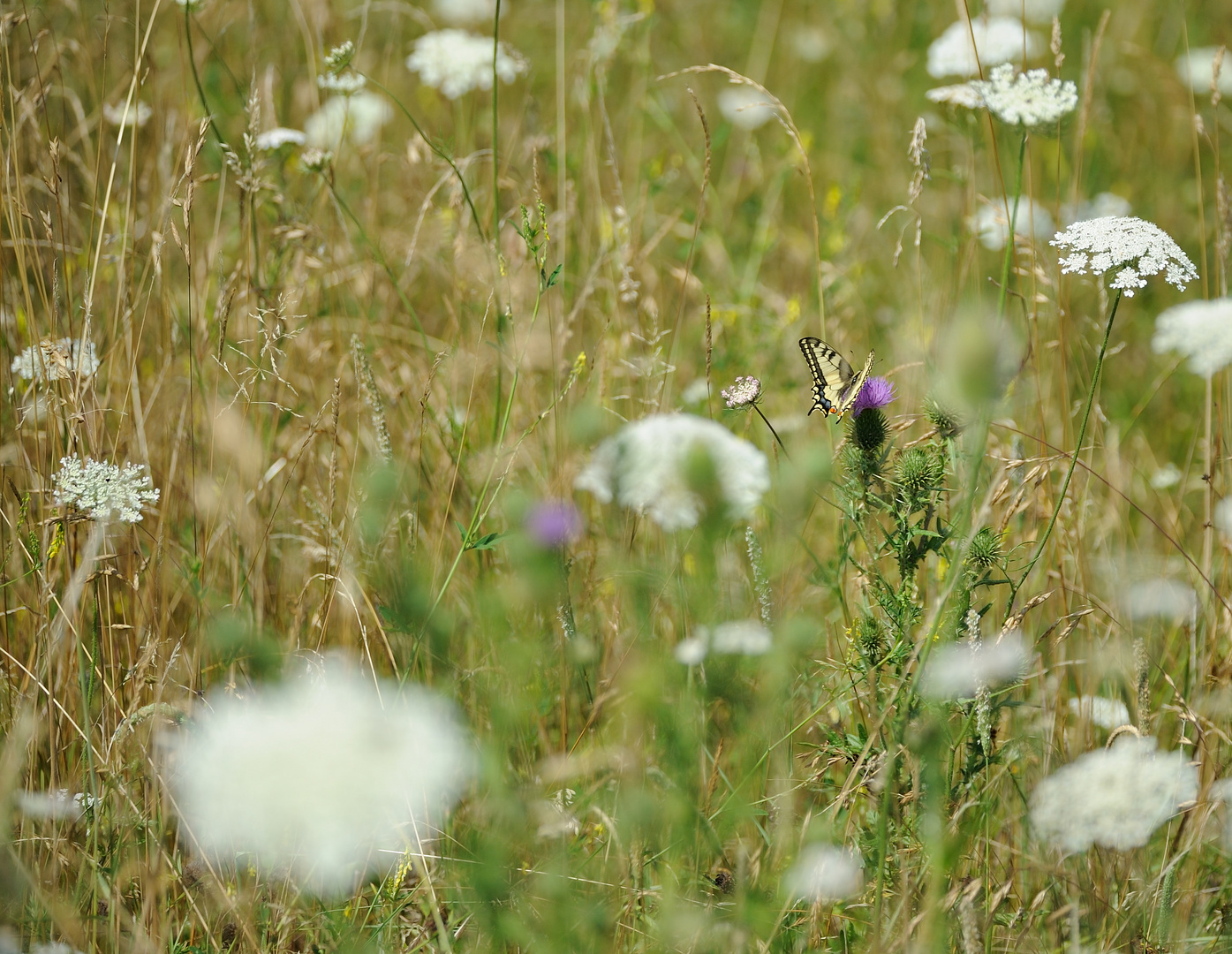 Farbtupfer in der Wiese