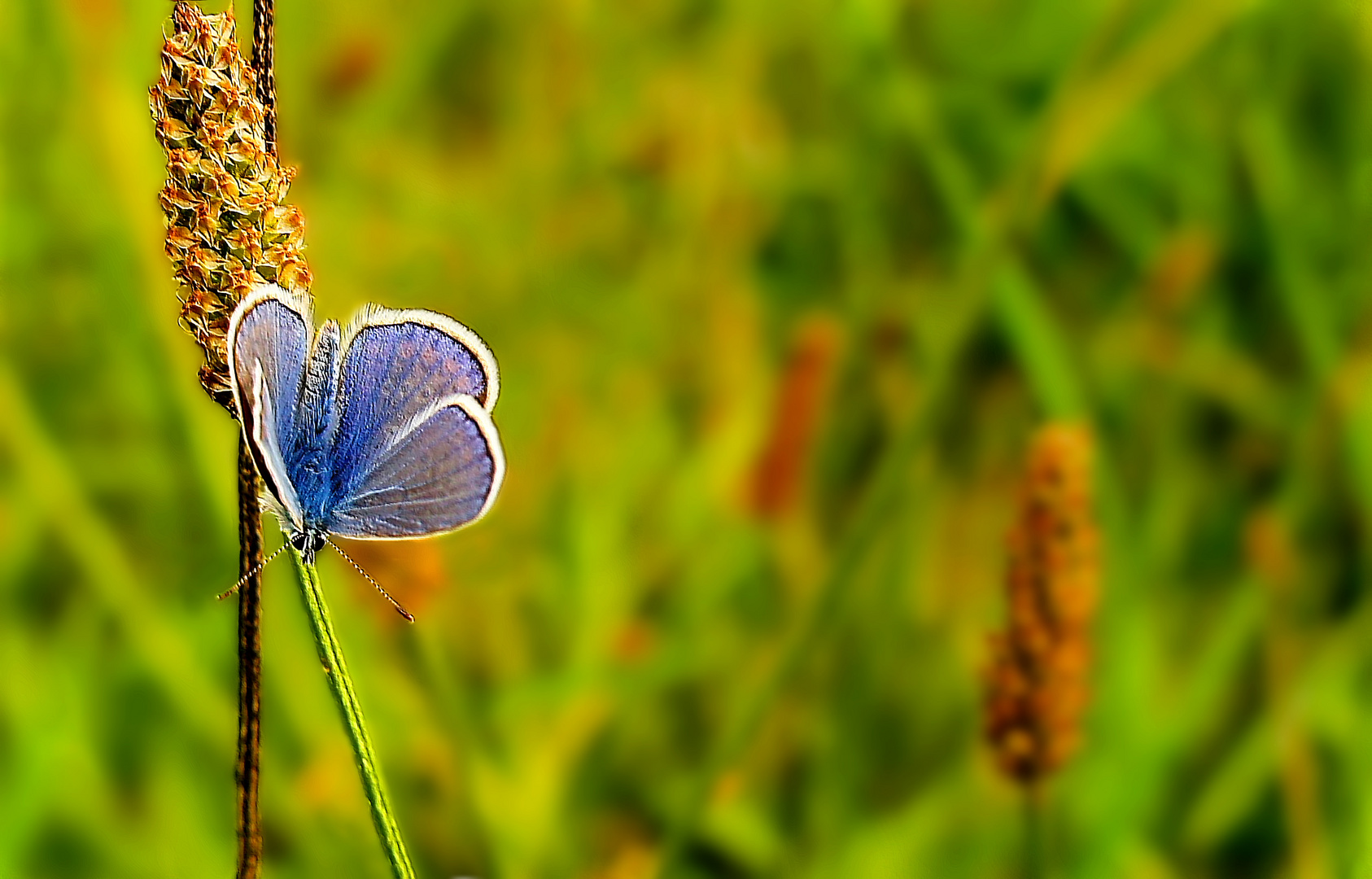 Farbtupfer in einer Sommerwiese