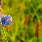 Farbtupfer in einer Sommerwiese