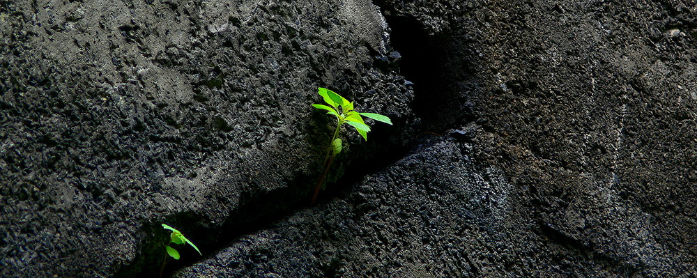 Farbtupfer in Grün ( Lebenswille )