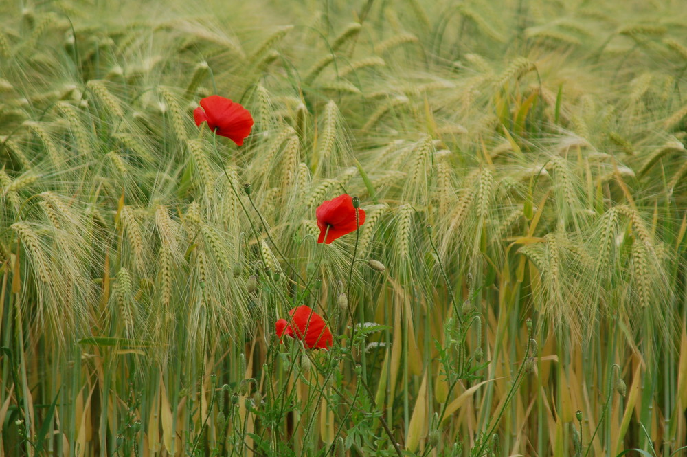 Farbtupfer in Rot...