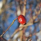 farbtupfer in winterlich weißer umgebung