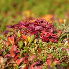 Farbtupfer - Vegetation auf den Lofoten / Norwegen 