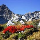 Farbtupfer vor Gebirge im Herbst