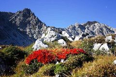 Farbtupfer vor Gebirge im Herbst