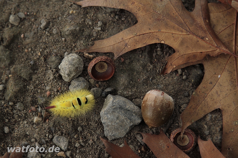 Farbtupfer zum Herbstanfang