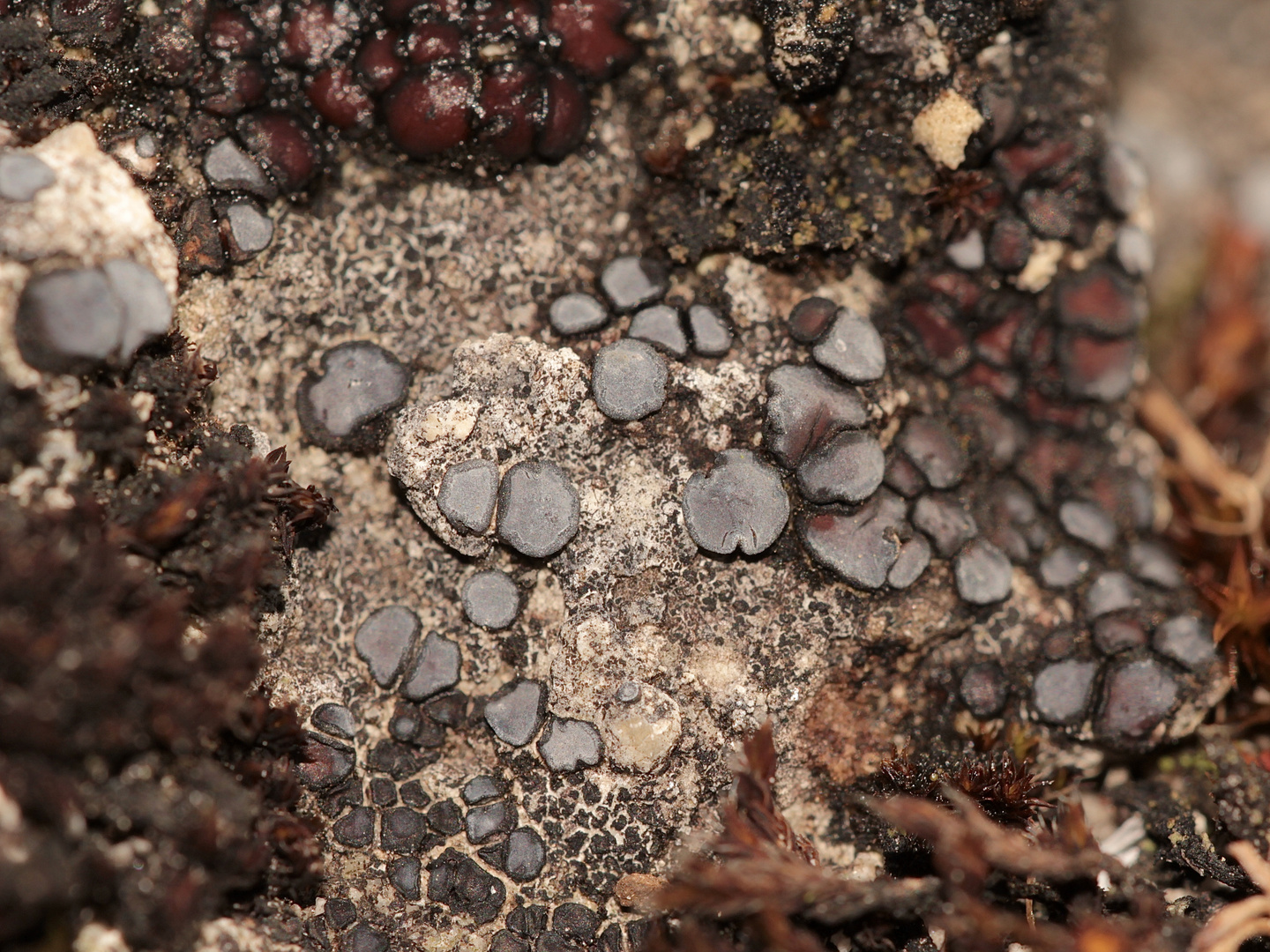 Farbumschlag der himmelblauen Flechte Sarcogyne regularis beim Befeuchten