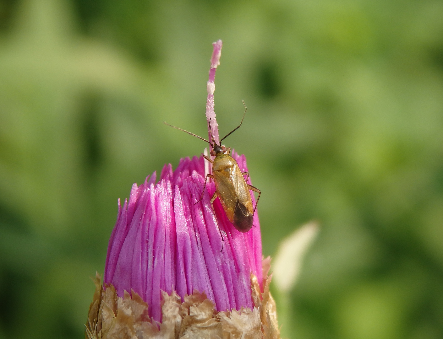 Farbvariabilität bei Plagiognathus arbustorum