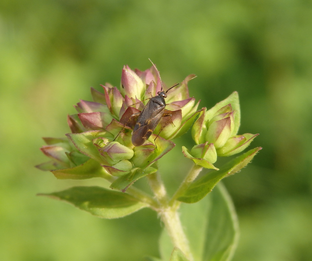 Farbvariabilität bei Plagiognathus arbustorum