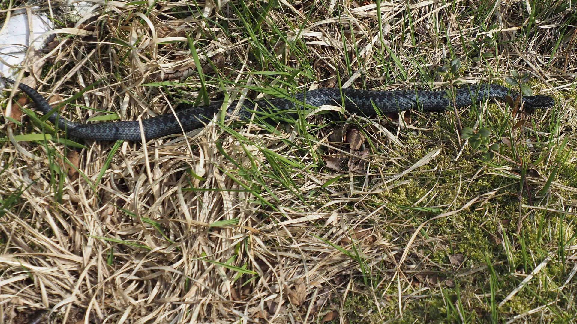 FARBVARIANTE DER KREUZOTTER IM VENNER MOOR Foto & Bild tiere