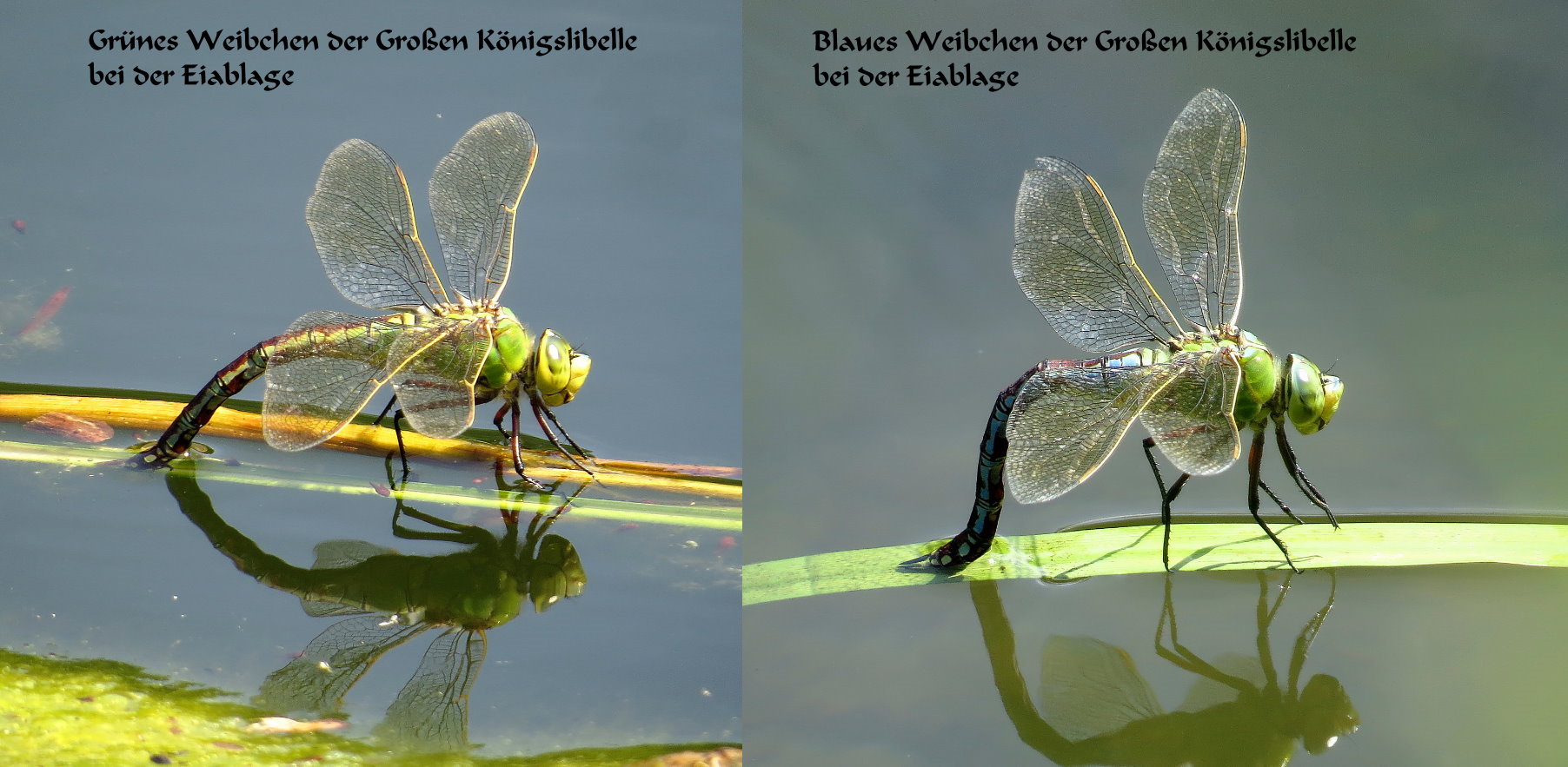 Farbvarianten der Weibchen der Großen Königslibelle