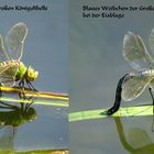 Farbvarianten der Weibchen der Großen Königslibelle