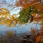 Farbvariationen des Herbstes