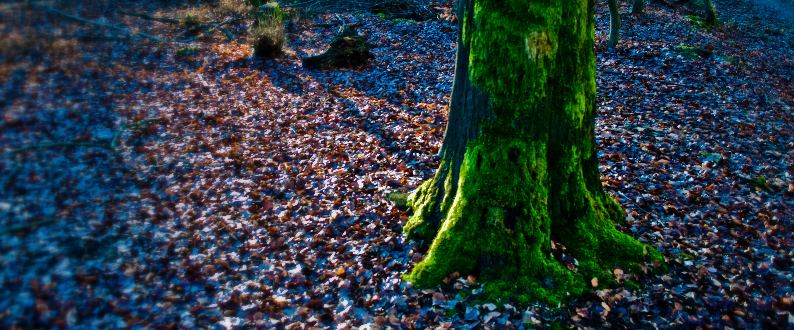 Farbvariationen im Wald