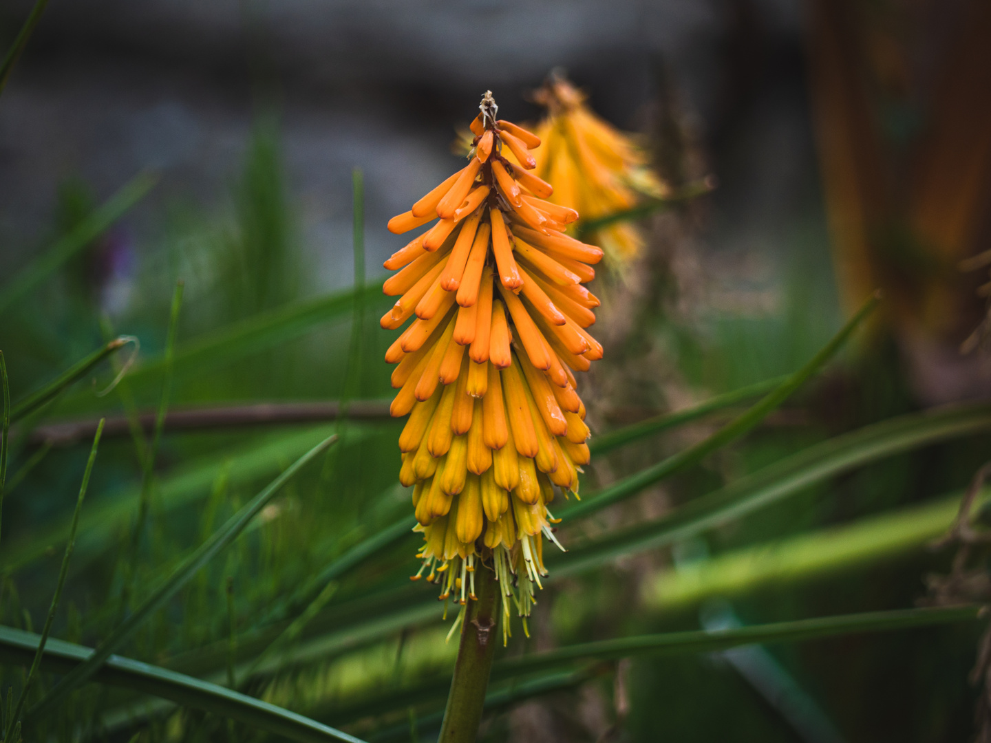 - Farbverlauf in der Natur - 