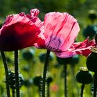 Farbversion Graumohn