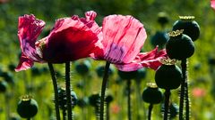 Farbversion Graumohn