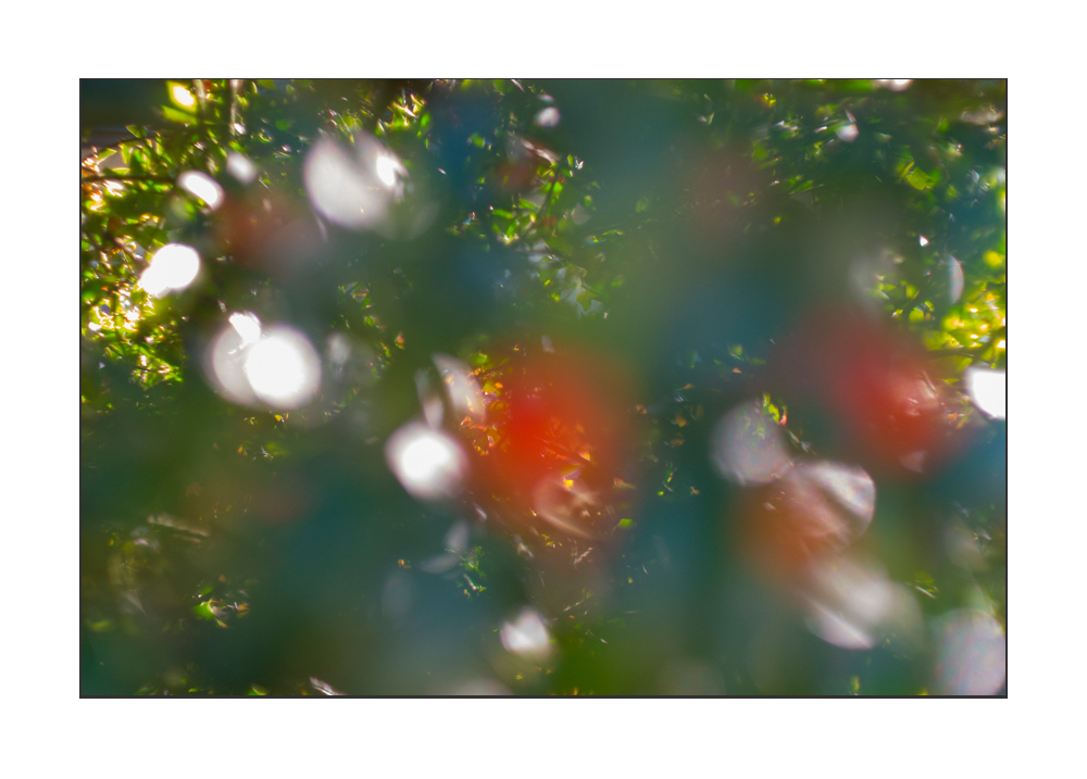 farb.wechsel Foto & Bild licht, natur, herbst Bilder auf