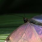 Farbwechsel der Natur