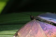 Farbwechsel der Natur