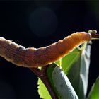 Farbwechsel - Raupe vom Lindenschwärmer