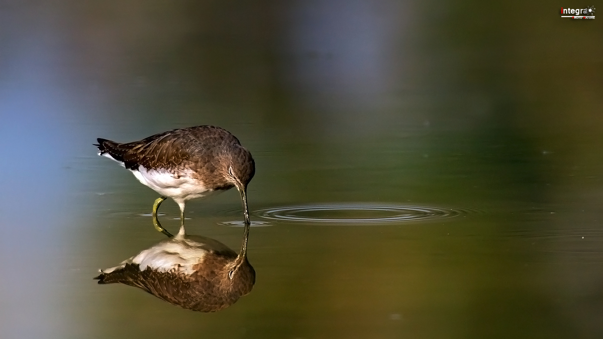 fare cerchi nell'acqua