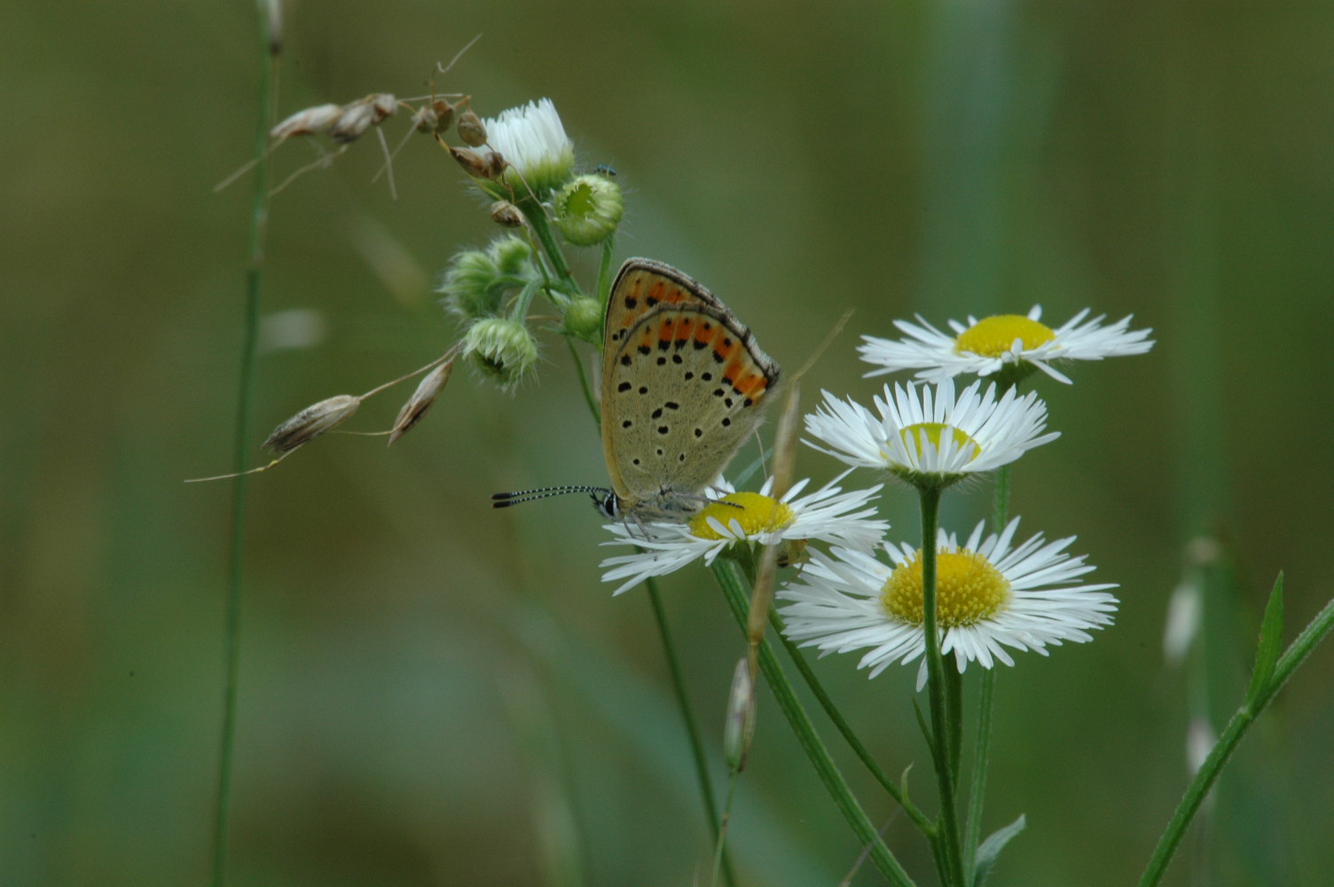 Farfalla