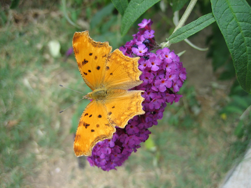 Farfalla 2