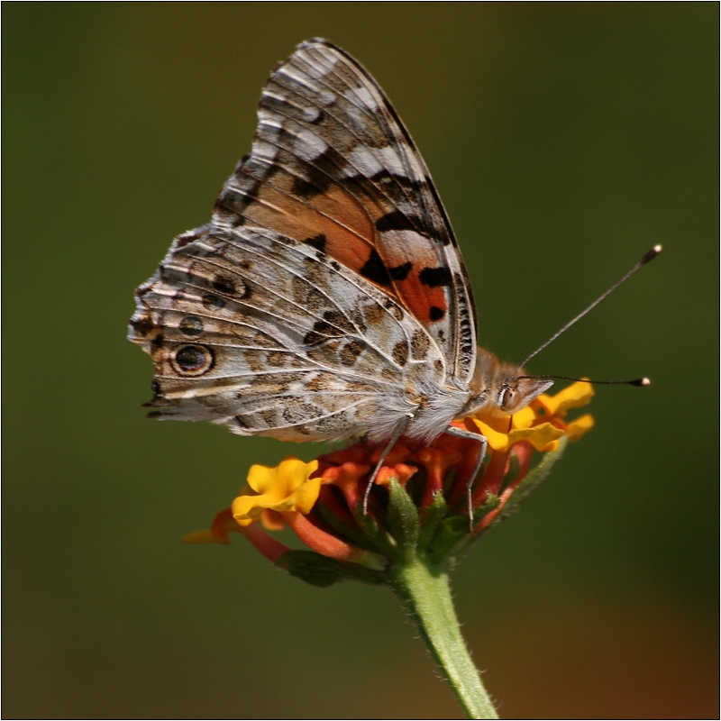 Farfalla 4