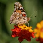 Farfalla 5