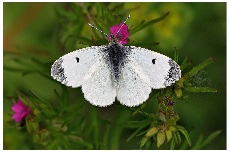 Farfalla "Aurora"