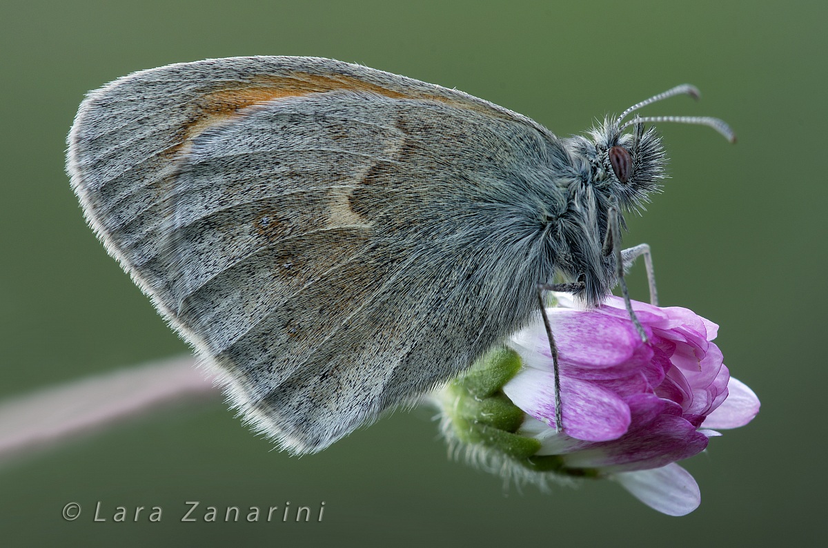 farfalla azzurra