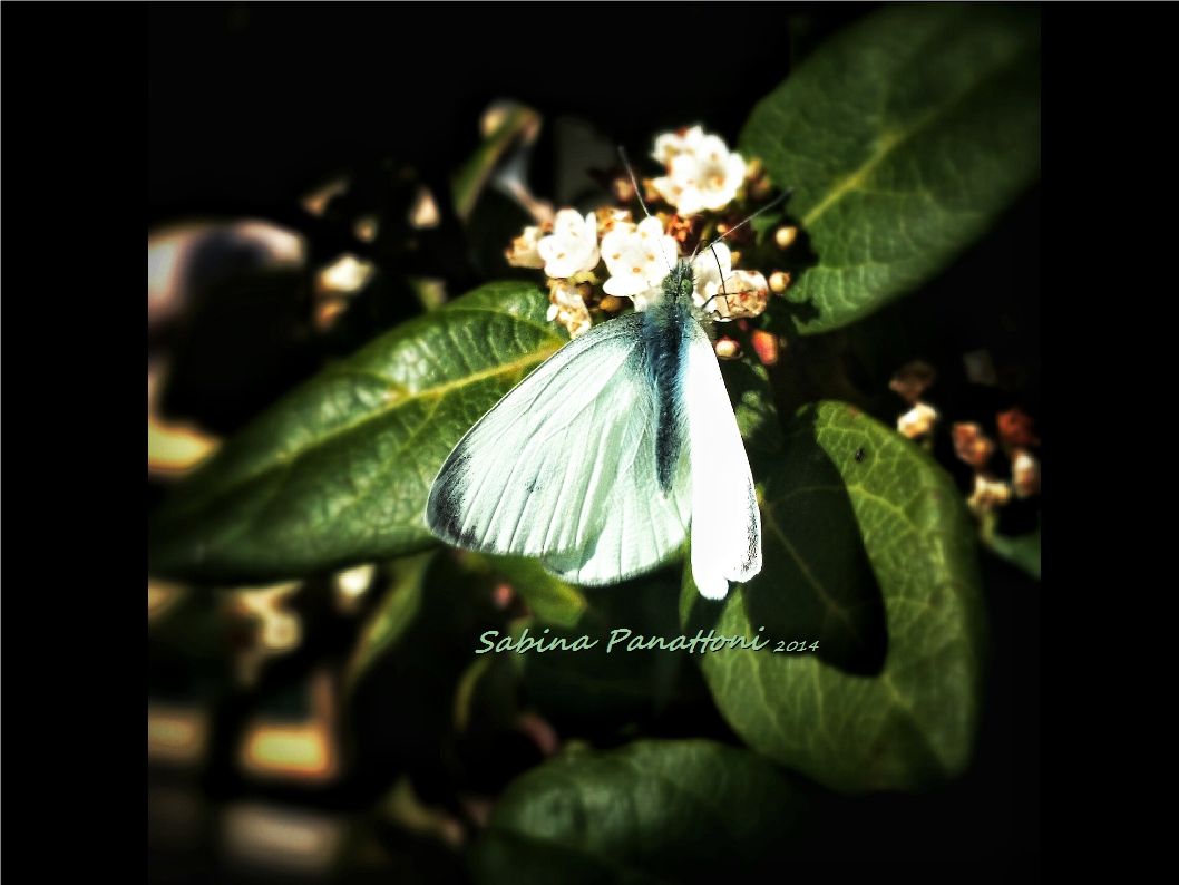 Farfalla bianca