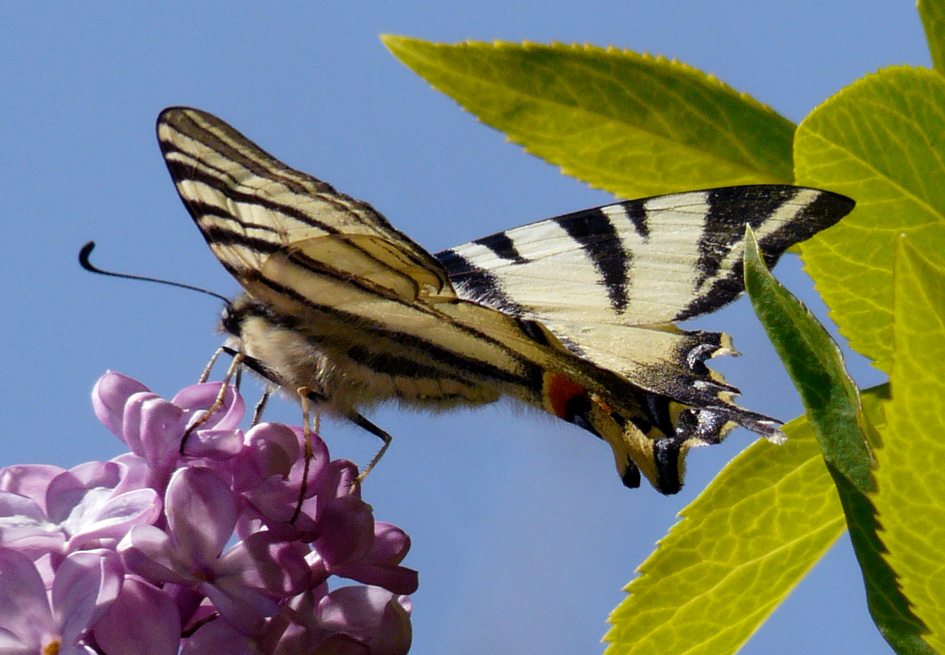 farfalla "bianconera"