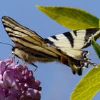 farfalla "bianconera"