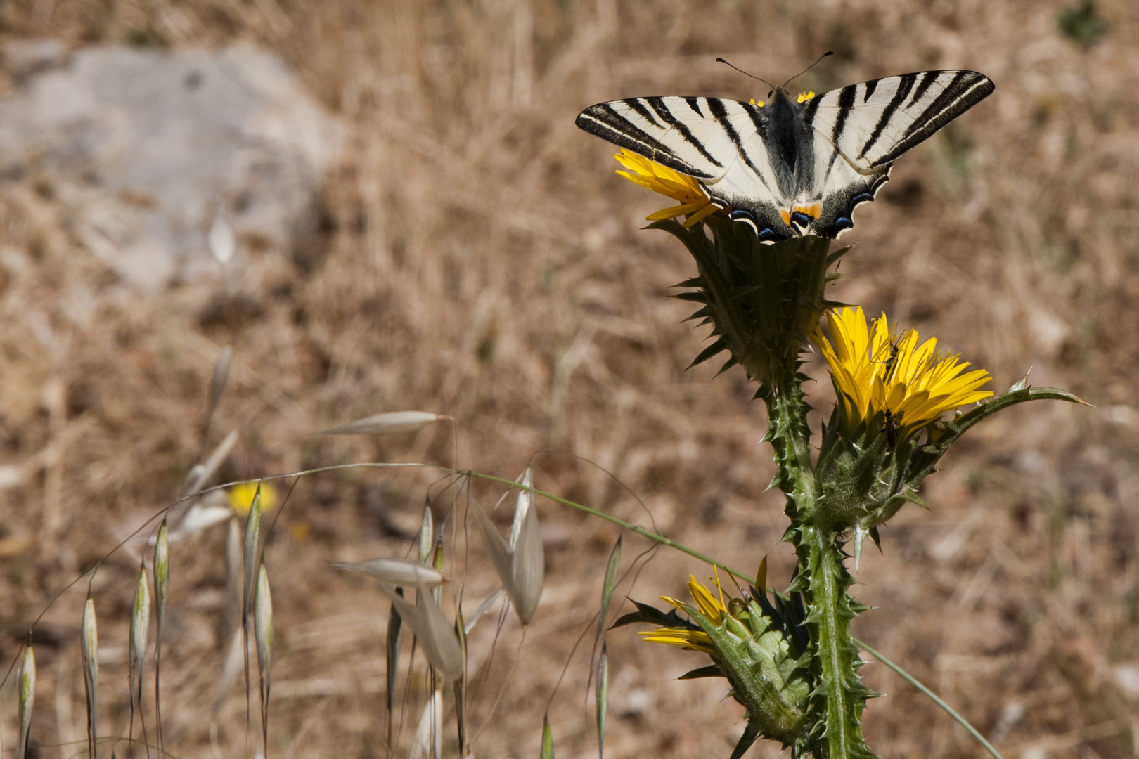 Farfalla bianconera in posa.