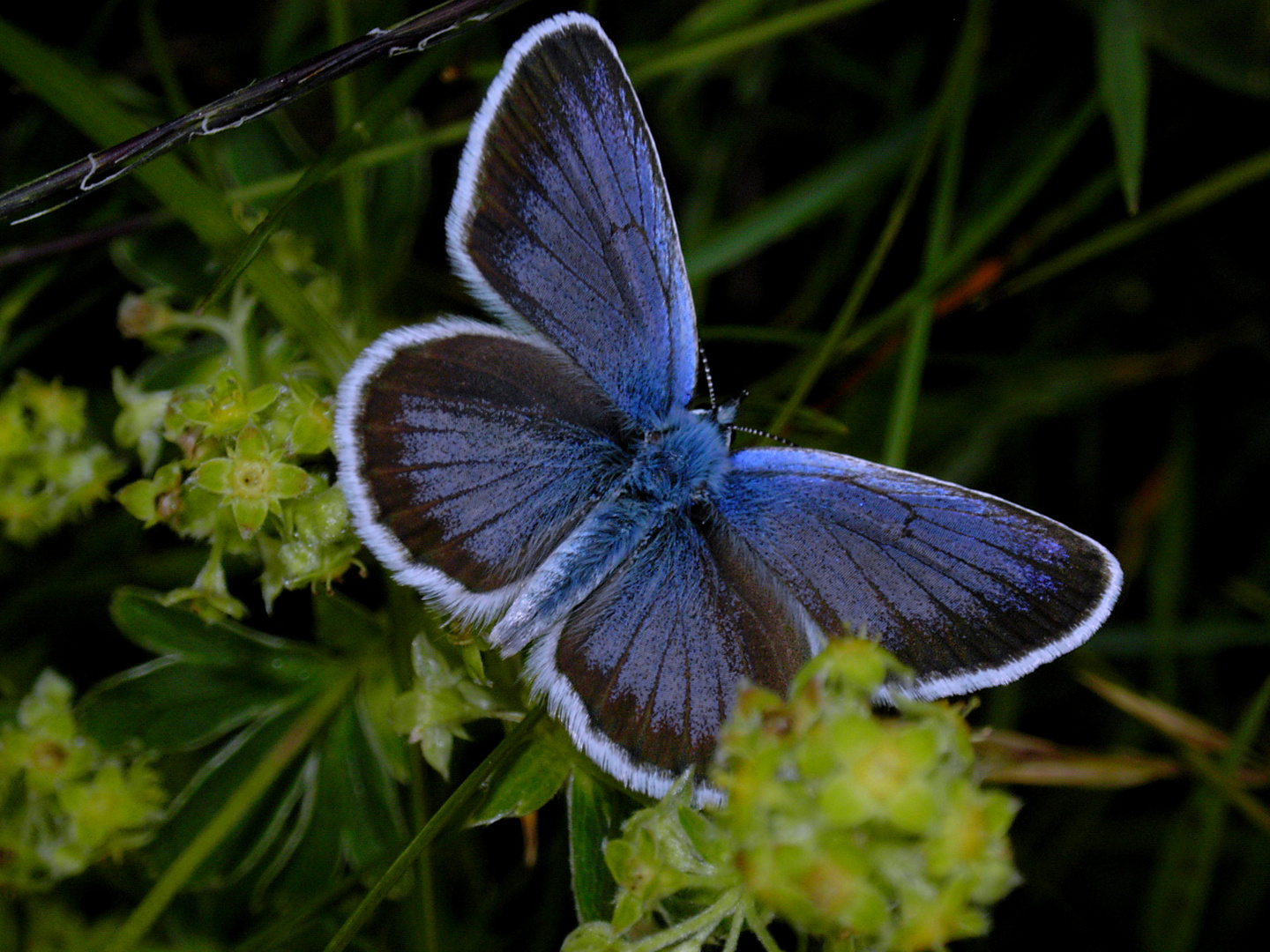 Farfalla blu