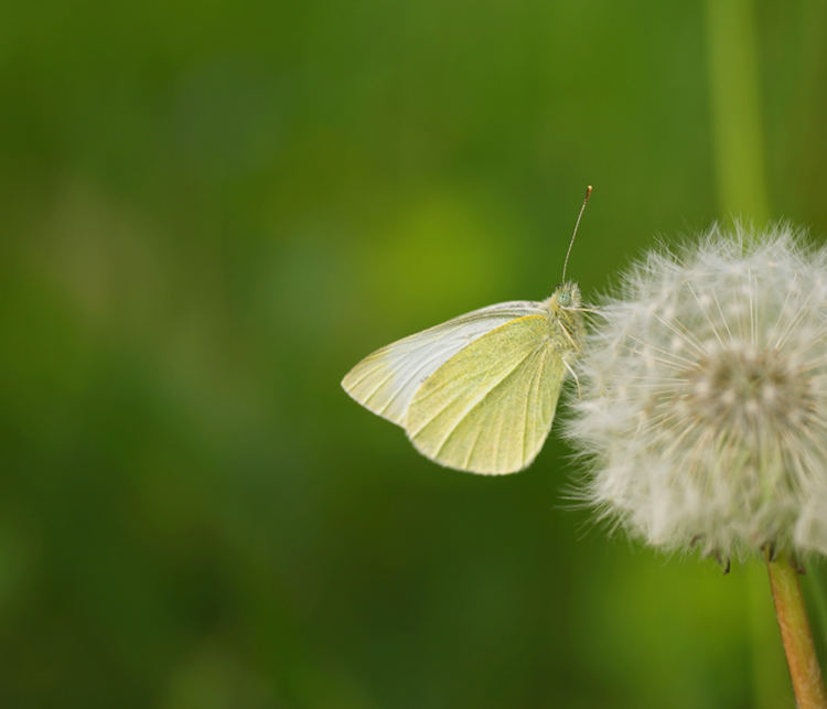 Farfalla Cavolaia