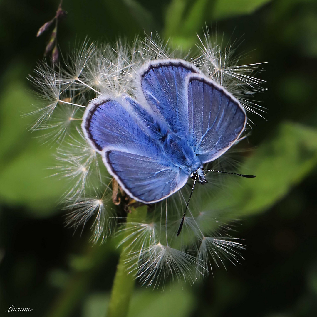 farfalla celeste