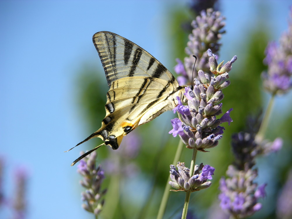 farfalla chiantigiana su lavanda