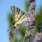 farfalla chiantigiana su lavanda